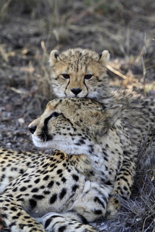 Nedile Lodge Заповедник Велгевонден Экстерьер фото